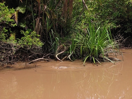 crocodile borneo